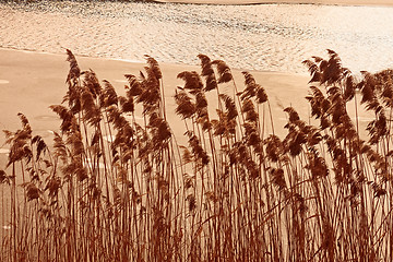 Image showing Cane plants above freezing pond