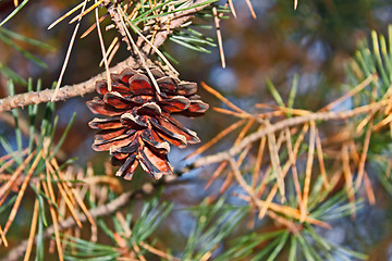 Image showing Pine cone hanging on a tree