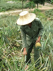 Image showing Pineapple field worker