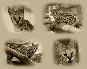 Image showing Serval African Wild Cat