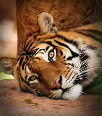 Image showing Woken Tiger Killer Look