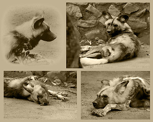 Image showing African Wild Dog Collage
