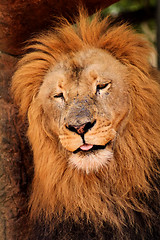Image showing Sleepy Lion Dozing Off