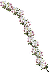 Image showing Apple Blossoms