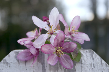 Image showing Blossoms on the Fence