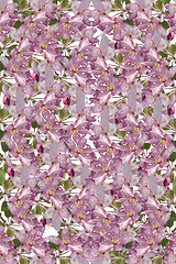 Image showing Blossom Background