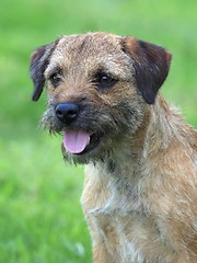 Image showing A border terrier