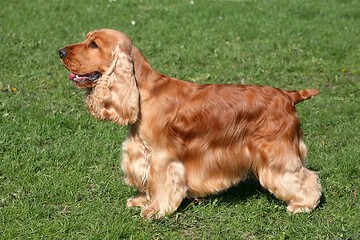 Image showing English Cocker Spaniel dog