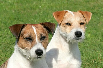 Image showing Two Russell Terriers