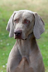 Image showing Weimaraner Short-haired dog