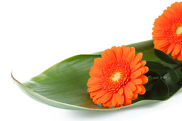 Image showing fresh bouquet from orange gerbers