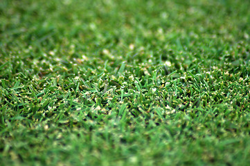 Image showing grass