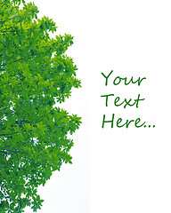 Image showing green leafs isolated on white background with space for text.