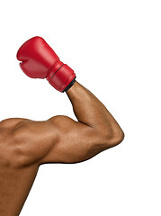 Image showing Boxer muscular