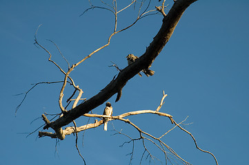 Image showing two birdies
