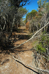 Image showing dry bushland