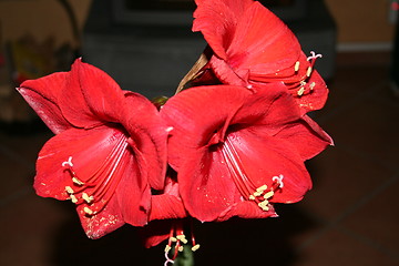 Image showing Amaryllis in blossom
