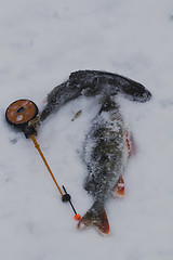 Image showing freshwater perch fishing