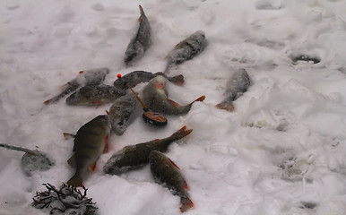 Image showing freshwater perch fishing