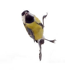 Image showing Tomtit bird