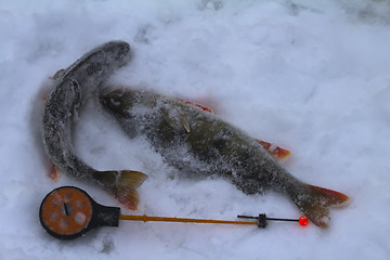 Image showing freshwater perch fishing