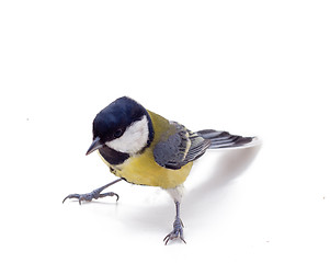 Image showing Tomtit bird