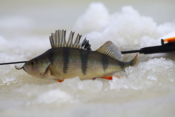 Image showing freshwater perch fishing