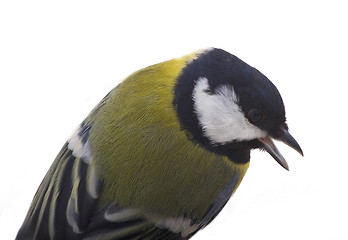Image showing Tomtit bird