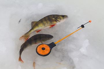 Image showing freshwater perch fishing