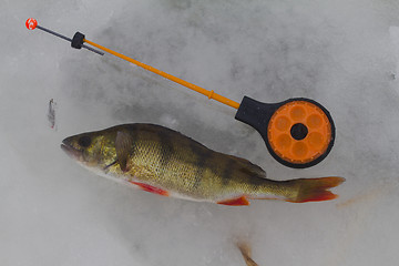 Image showing freshwater perch fishing