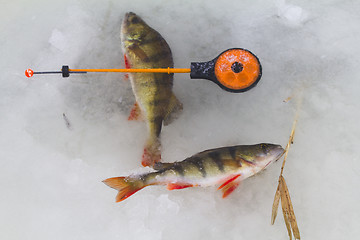 Image showing freshwater perch fishing
