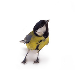 Image showing Various great tit