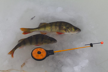 Image showing freshwater perch fishing