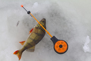 Image showing freshwater perch fishing