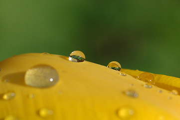 Image showing Waterdrops on tulip