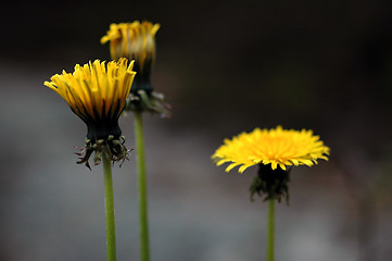 Image showing Dandelion