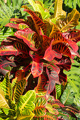 Image showing Tropical background