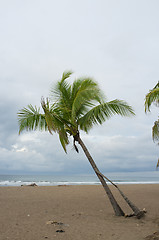 Image showing Tropical storm