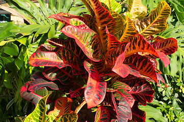 Image showing Tropical vegetation