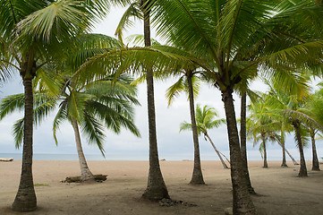 Image showing Tropical beach