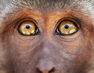 Image showing Monkey yellow eyes close up - Macaca fascicularis