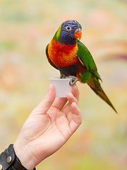 Image showing Australian rainbow lorikeet