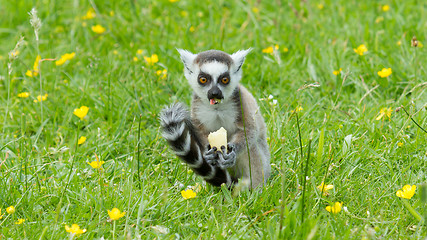 Image showing Ring-tailed lemur eating fruit