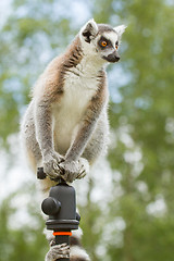 Image showing Ring-tailed lemur sitting on tripod