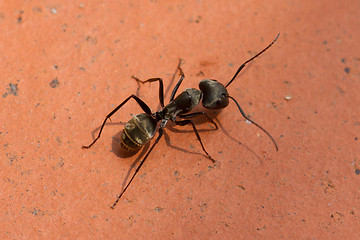 Image showing Large black ant walking