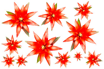 Image showing Red flowers isolated