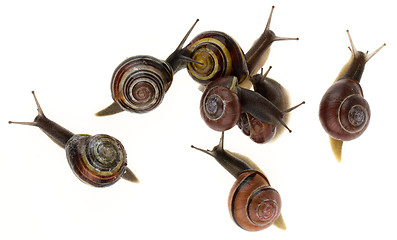 Image showing Group of garden snails (Helix aspersa) 