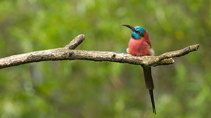 Image showing Northern Carmine Bee-Eater