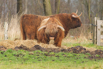 Image showing Portrait of typical scottish bulls