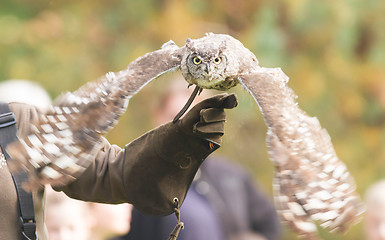 Image showing African Eagle Owl, selective focus